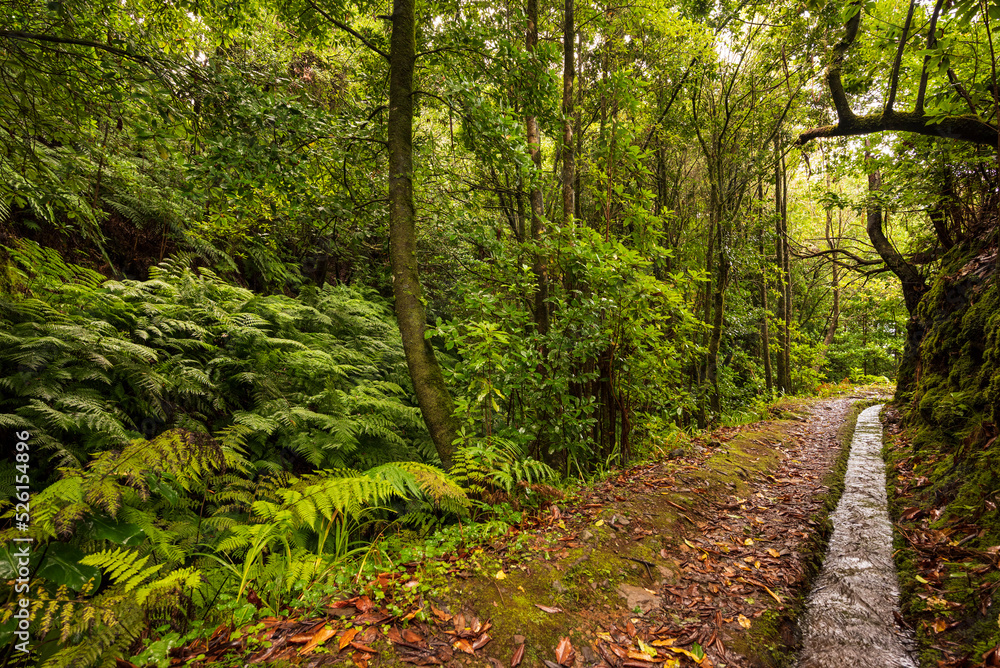 Obraz premium Jungle-like landscape scenery with laurel trees and huge fern fronds at the 