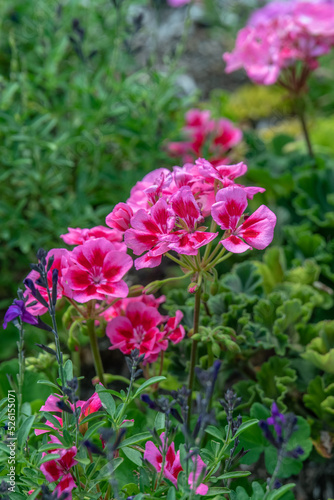 Wallpaper Mural pink flowers Torontodigital.ca