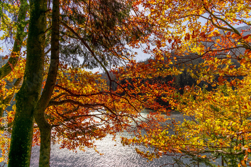 autumn trees by the mountain lake