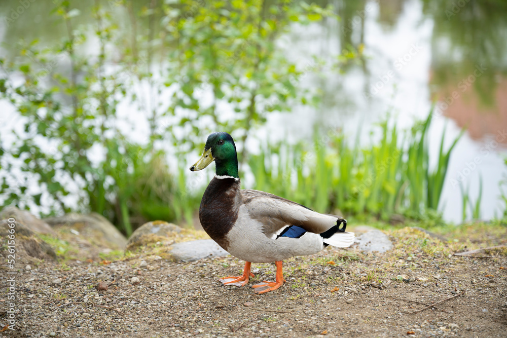 The mallard is a medium-sized waterfowl species