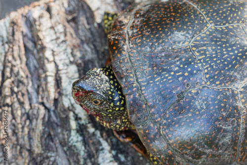 Marsh turtle with a bloodied muzzle on a lying stump, top view
