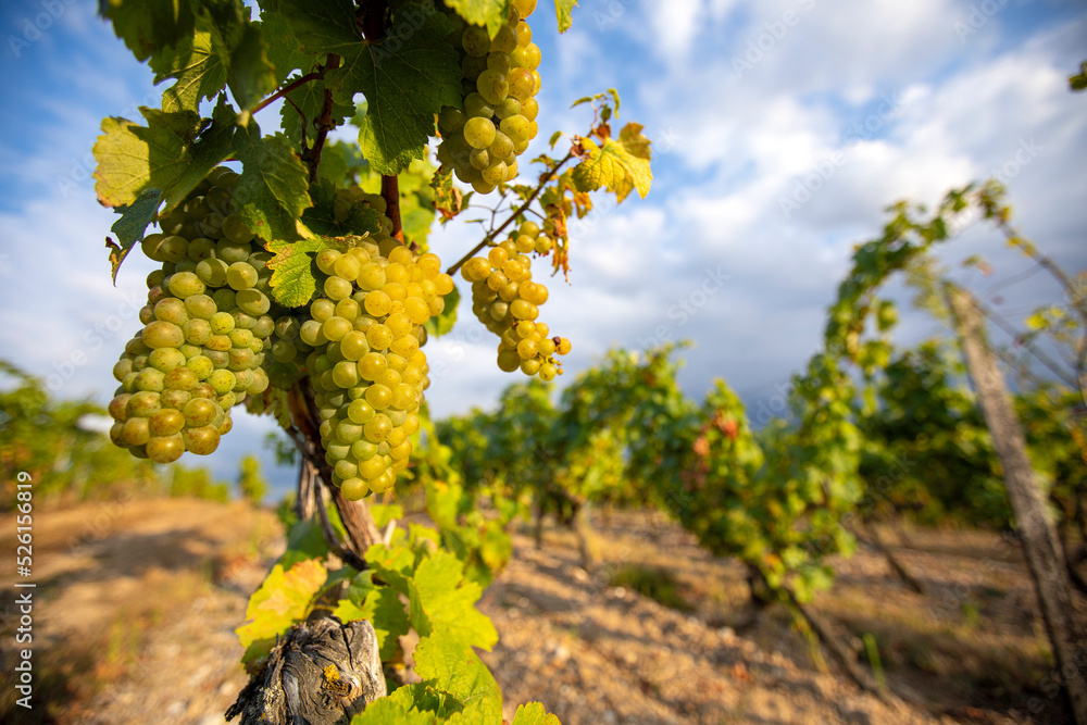Fototapeta premium Vignoble en France à l'automne avant les vendange.