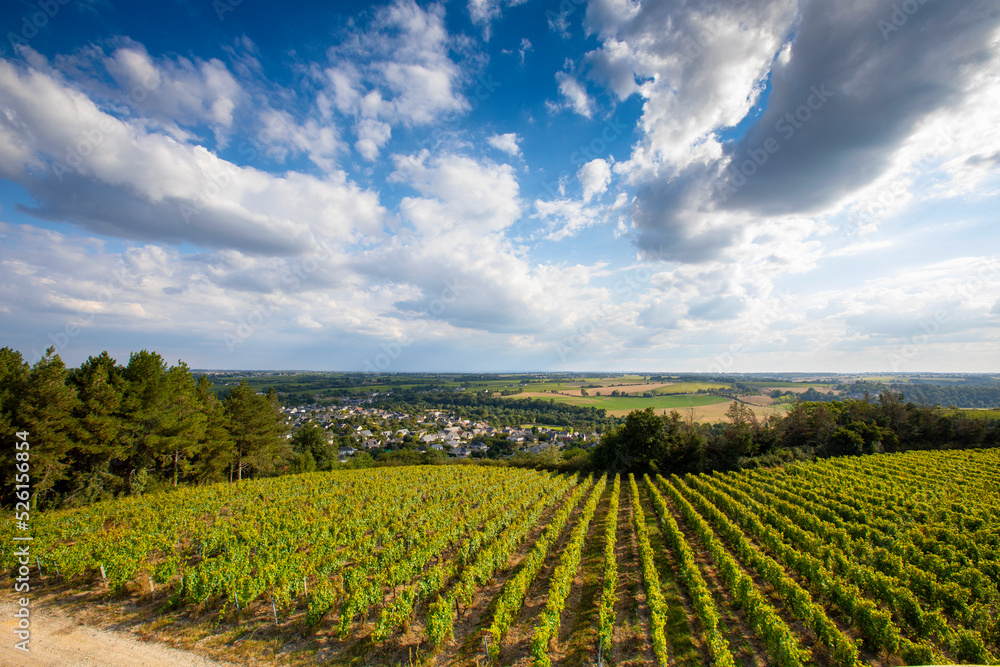 Paysage de vignes en Anjou dans les coteaux du Layon, France.