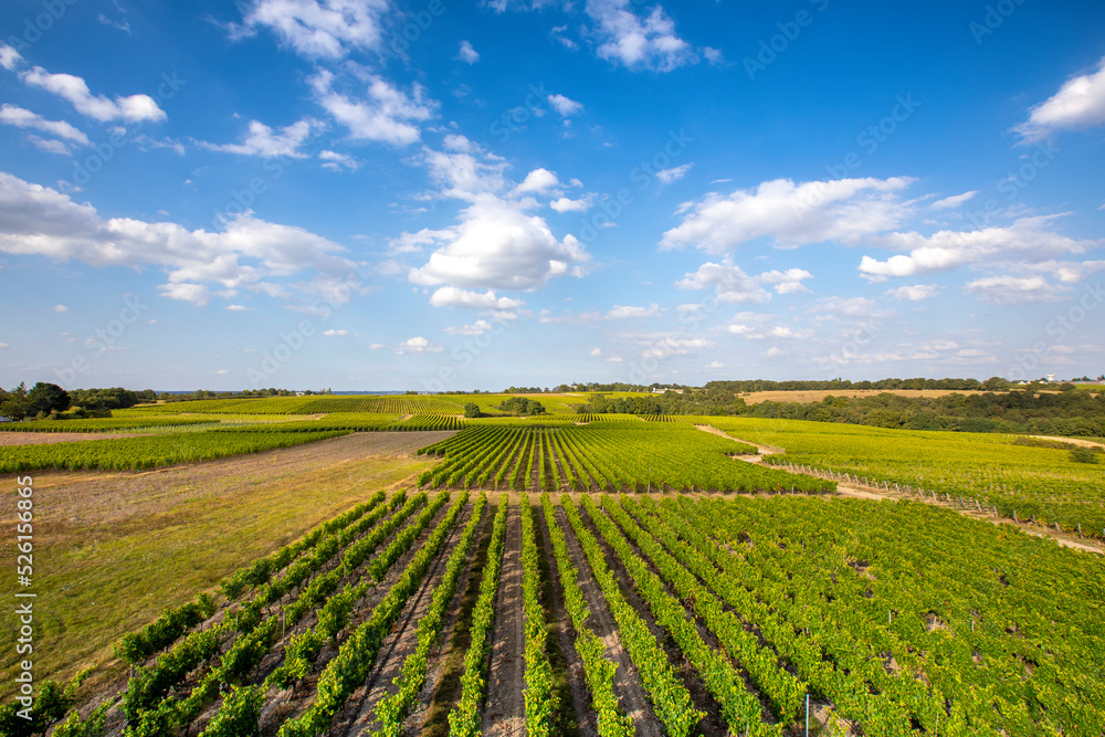 Paysage de vignes en France, alignement jusqu'à l'horizon des vignobles d'Anjou.