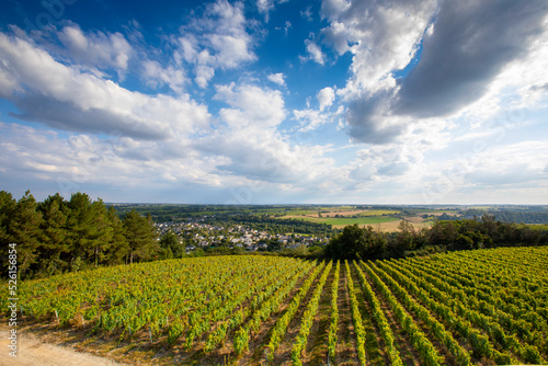 Paysage de vignes en Anjou dans les coteaux du Layon  France.