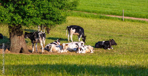 Vache laitière dans la campagne en train de brouter l'herbe verte au printemps.