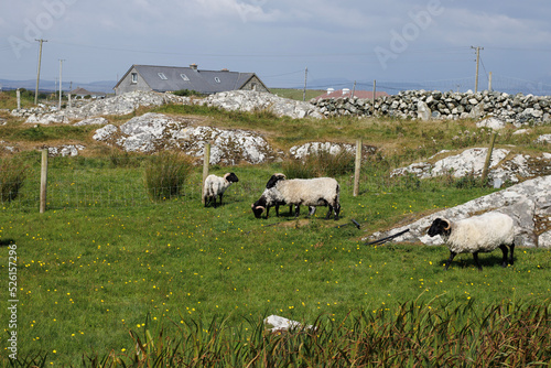 Obraz na płótnie sheep and lambs in a field in clifden galway w salonie