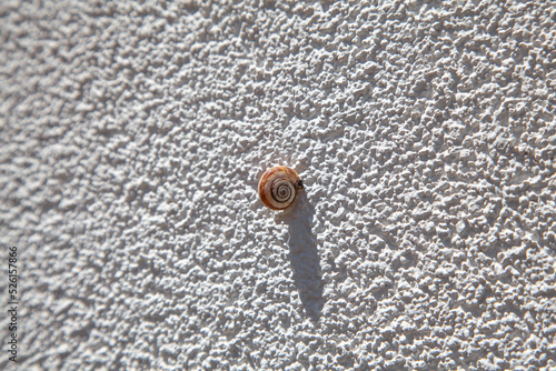 A brown snail in its natural habitat is clinging to the wall. Sleeping animal. Gorgeous shape. © ogsolmaz