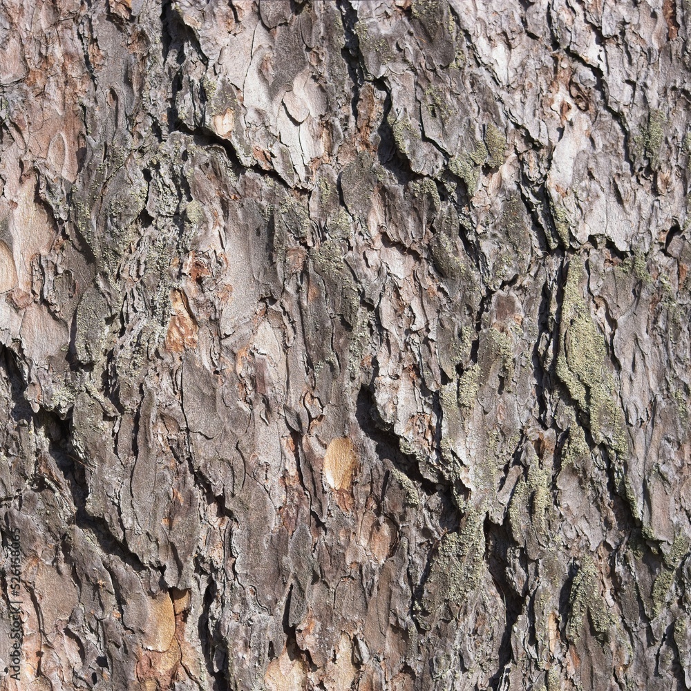 Rough pine tree bark Rough pine tree bark