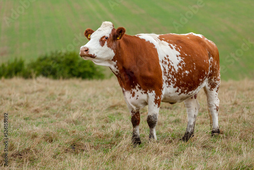 Close up of a red and white Ayrshire dairy cow, facing left with head raised in summer pasture.Blurred background, North Yorkshire, UK. Horizontal.  Copy space. photo