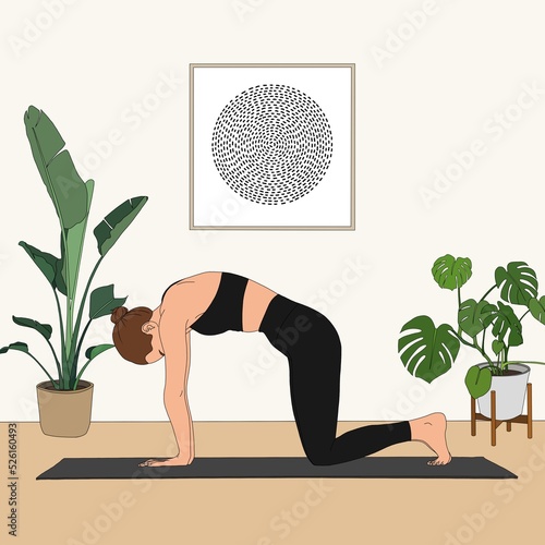 Marjariasana / The Cat (Cow) Pose 1. The beautiful woman practicing yoga at home studio workout. The cartoon illustration painting poster of human doing basic asana in interior. photo