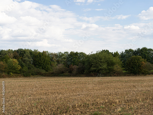 Dry, harvested field in front of a grove.