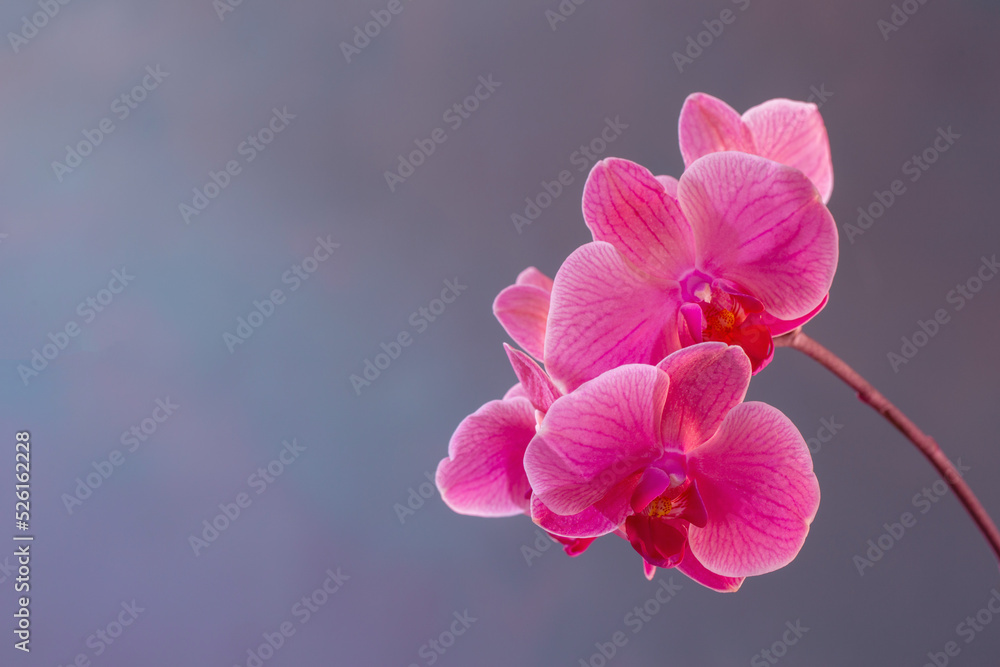 beautiful orchid flowers on blue background beautiful orchid flowers on blue background