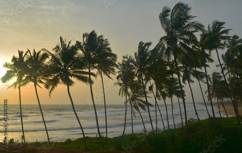 palm trees at sunset