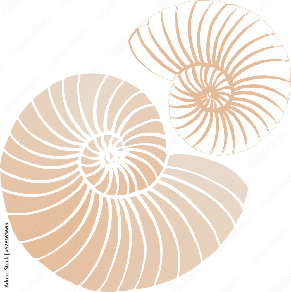 Outline of a nautilus shell. Hand drawn section of a nautilus shell. Vector illustration. For the web and print. Outline of a nautilus shell. Hand drawn section of a nautilus shell. Vector illustration. For the web and print.