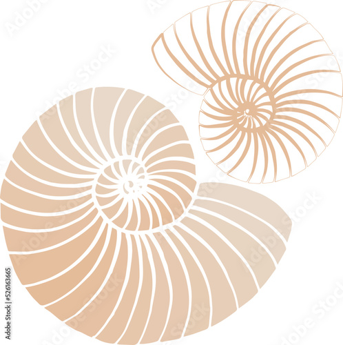 Outline of a nautilus shell. Hand drawn section of a nautilus shell. Vector illustration. For the web and print.