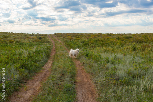 Samoyed walks along a country road in nature