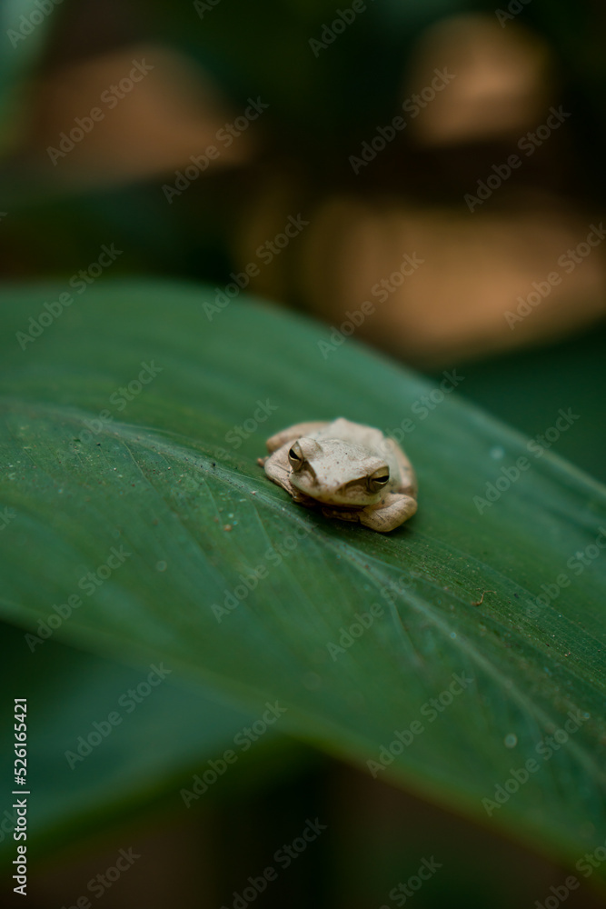 This unique and contrasting white tree frog is sitting quietly on a wide green leaf in the middle of the forest, close up and bokeh photographed