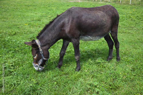 black donkey grazing in green field jackass standing
