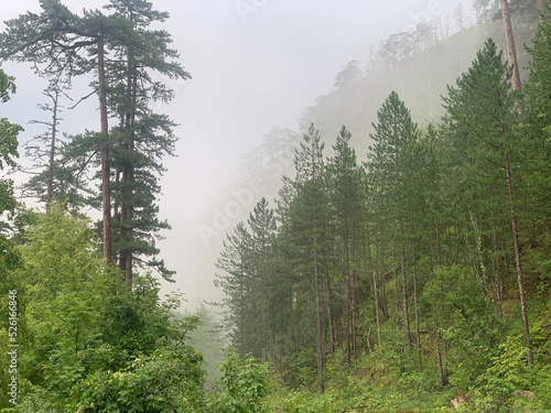 Forest of old-grown plack pines, Crna Poda Nature reserve Montenegro photo