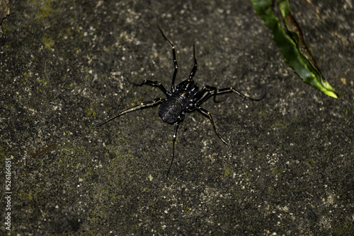 Black spider on the ground