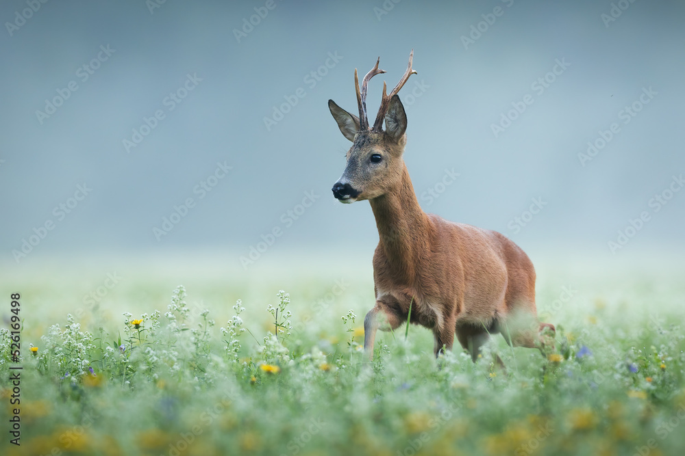 Roe deer, capreolus capreolus, buck approaching on a early summer morning among blooming meadow with fog in background. Wild animal with antlers wet from dew walking in nature.