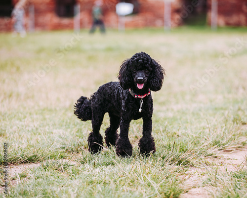 Cute friendly poodle puppy waving its tail happily while walking