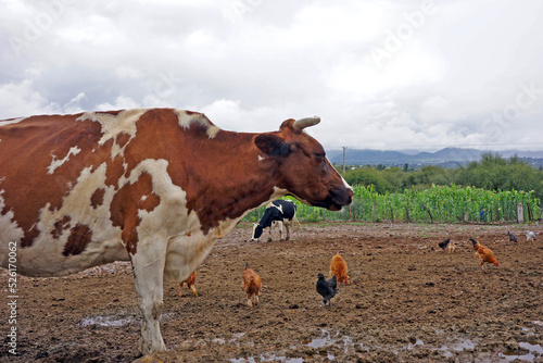 granja rural photo