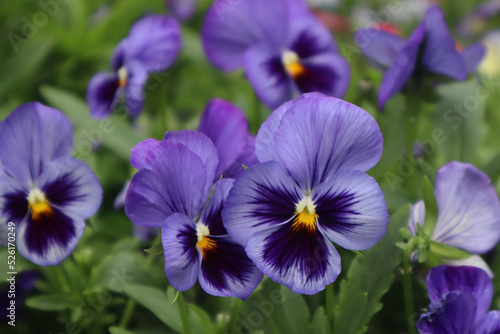 Purple violet flowers in the garden