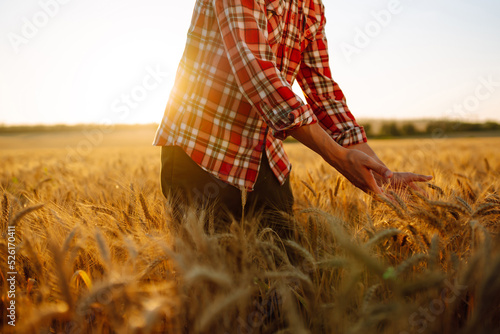 Man with his back to the viewer In A Field Of Wheat Touched By The Hand Of Spikes In The Sunset Light. The concept of the agricultural business.