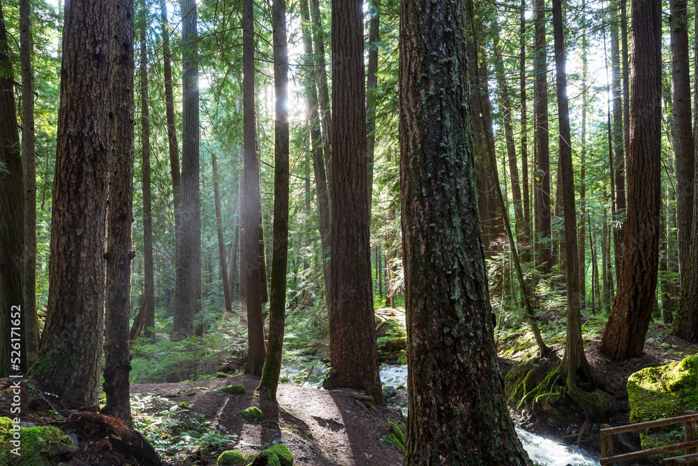 Sunny forest Sunny forest