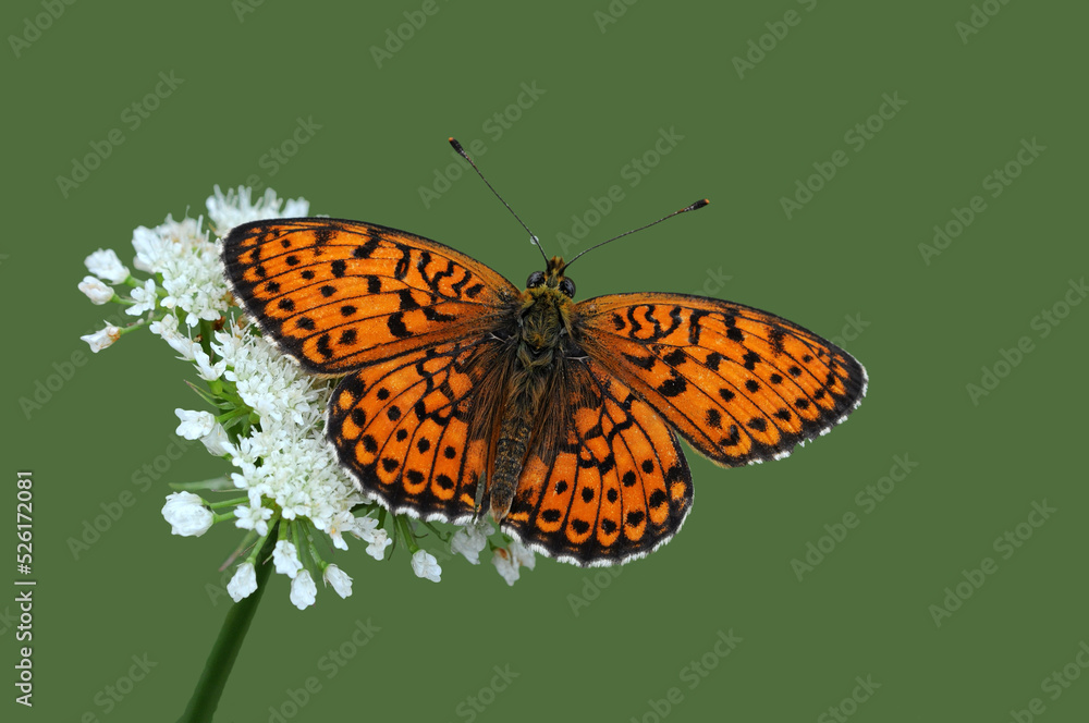 Obraz premium Wing upper-side view of Marbled Fritillary (Brenthis daphne) on a white flower