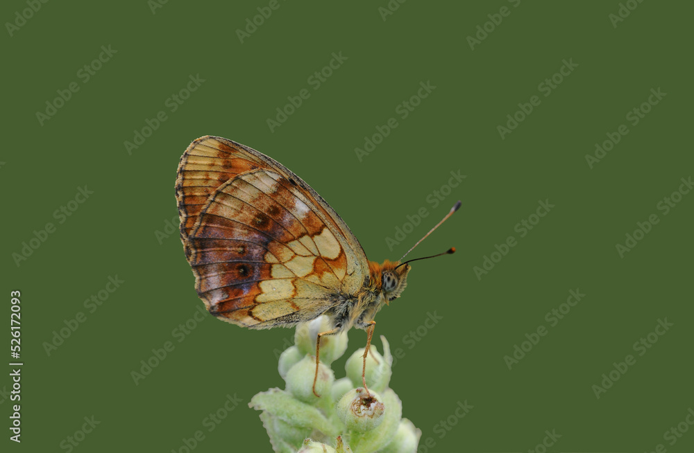 Obraz premium Wing under-side view of Marbled Fritillary (Brenthis daphne) on a Rubus flower which is its larval hostplant.