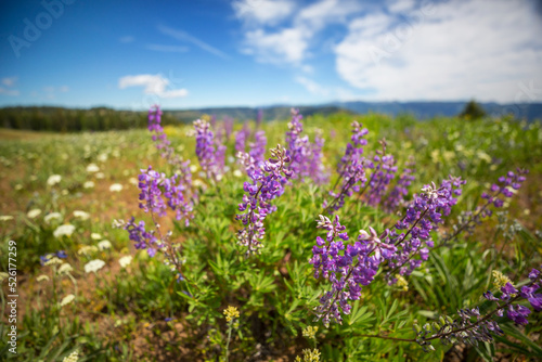 Wildflowers