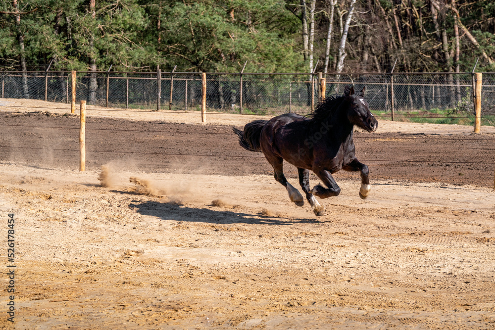 Horses living happy in paddock paradise running and free Horses living happy in paddock paradise running and free