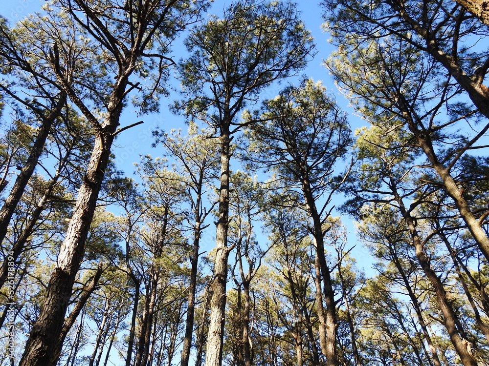 Fototapeta premium Loblolly pine trees towering above the maritime forest, on Assateague Island, Worcester County, Maryland. 