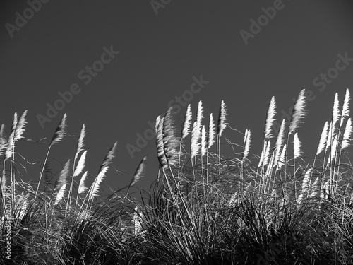 White pampas grass flower blowing in breeze photo