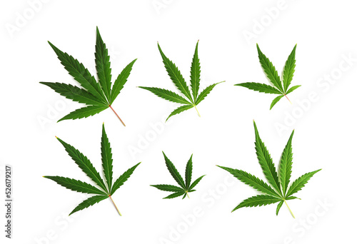 Set of cannabis leaves isolated on a white background.