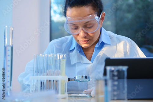 Female scientist using a magnifying glass examines biological material in Petri dish, sitting at a table with lab glassware and a digital tablet, conducting clinical research in a medical laboratory photo
