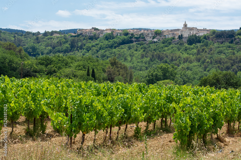 Rows of green grapevines growing on pebbles on vineyards near Lacoste village in Luberon, Provence, France