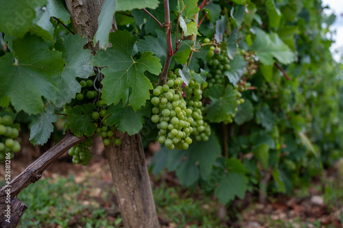 Wallpaper Mural Green vineyards with growing grapes plants, production of high quality famous French white wine in Puligny-Montrachet village, Burgundy, France Torontodigital.ca