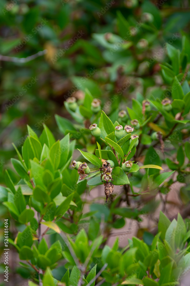Botanical collection, leaves and berries of myrtus communis or true myrtle plant growing in garden Botanical collection, leaves and berries of myrtus communis or true myrtle plant growing in garden