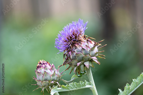 Cynara cardunculus or prickly artichoke flowers growing in garden photo