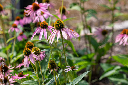 Blossom of echinacea purpurea magnus or coneflower in garden photo