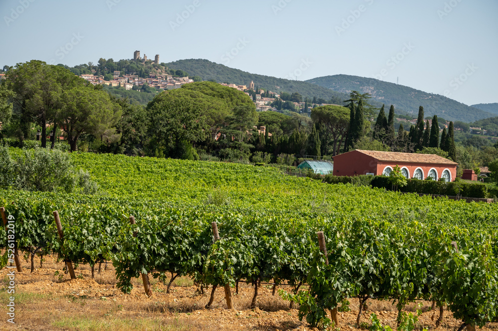 View on vineyards Cotes de Provence, production of rose wine near Grimaud village, Var, France