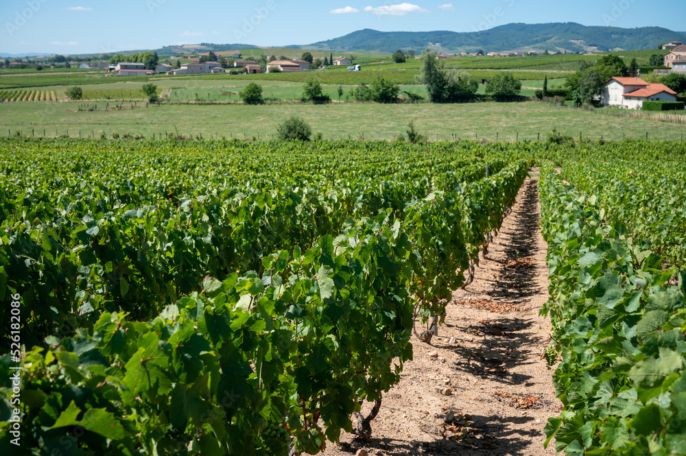 Obraz premium View on vineyards near Mont Brouilly, wine appellation Côte de Brouilly beaujolais wine making area along Beaujolais Wine Route, France