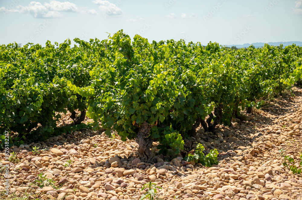 Green grapevines growing on rounded pebbles on vineyards near famous winemaking ancient village Châteauneuf-du-Pape, Provence, France