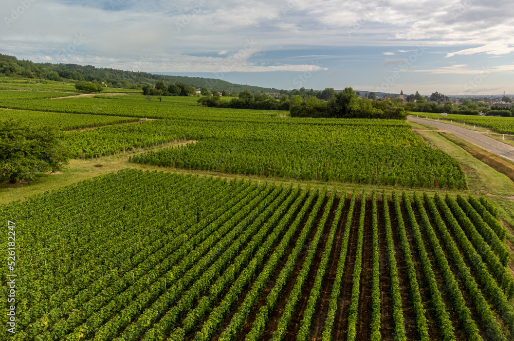 Panoramic view on grand cru vineyards in Côte-d'Or Burgundy winemaking region, Bourgogne-Franche-Comté, France Panoramic view on grand cru vineyards in Côte-d'Or Burgundy winemaking region, Bourgogne-Franche-Comté, France