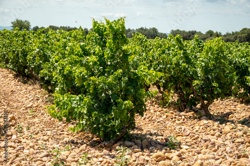 Green grapevines growing on rounded pebbles on vineyards near famous winemaking ancient village Châteauneuf-du-Pape, Provence, France