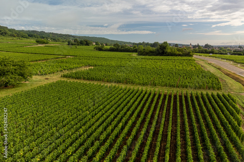 Panoramic view on grand cru vineyards in C  te-d Or Burgundy winemaking region  Bourgogne-Franche-Comt    France